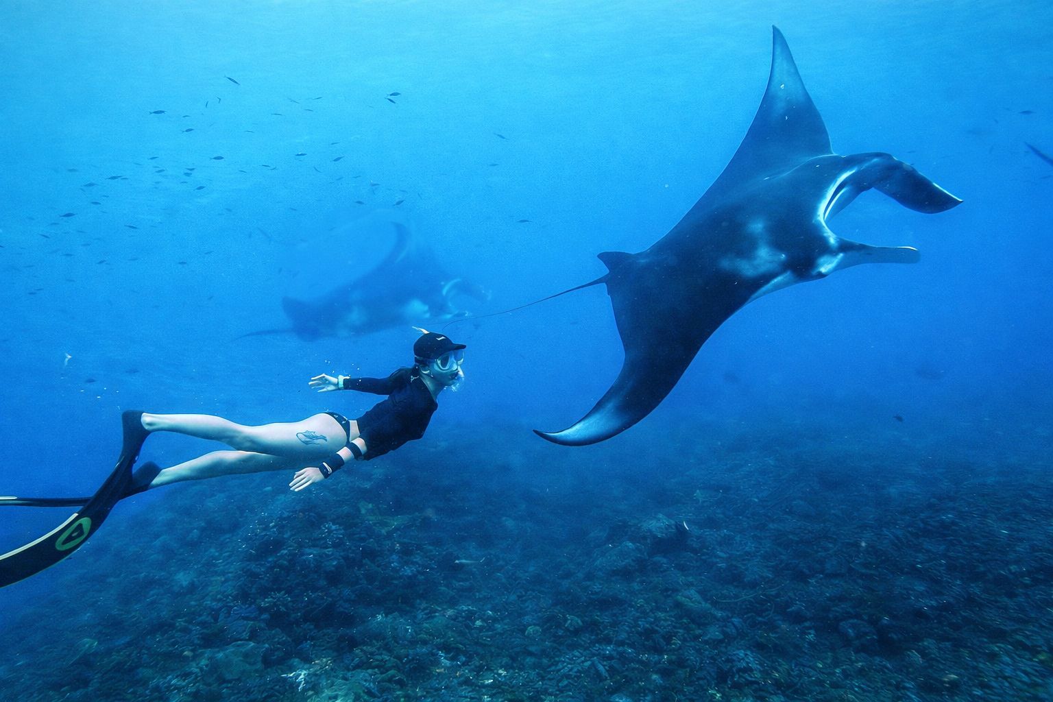 Manta ray snorkeling